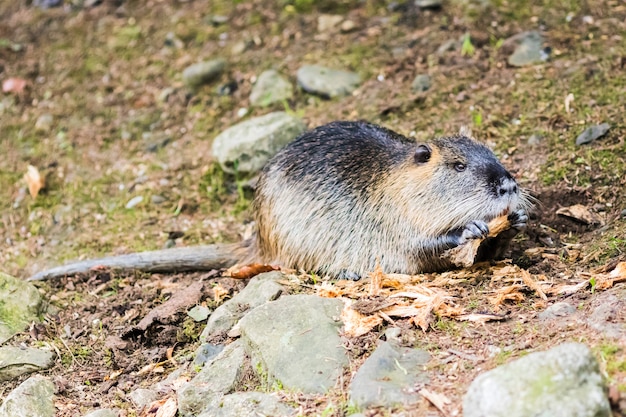 Foto eine nutria (myocastor coypus) in deutschland