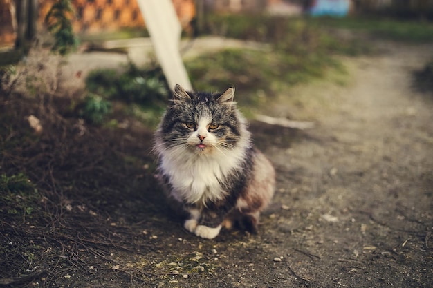 Eine obdachlose, flauschige Dorfkatze sitzt auf einem Weg neben Nebengebäuden