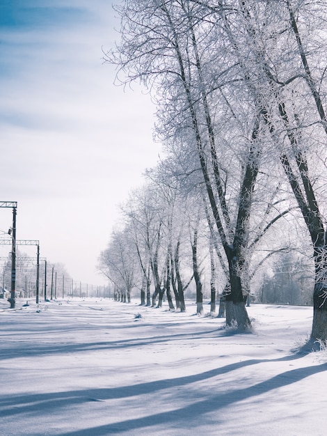Eine öde Winterlandschaft. Wintermorgen und die langen Schatten der Bäume im Schnee