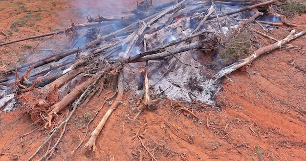 Eine ökologische Katastrophe resultierte aus einem Waldbrand, der bei einem Lauffeuer Rauchbäume niederbrannte