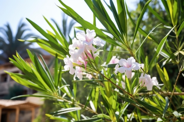 Eine Oleanderpflanze voller weißer Blüten