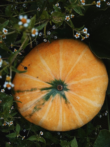 Foto eine orange mit einem grünen stamm und dem wort 