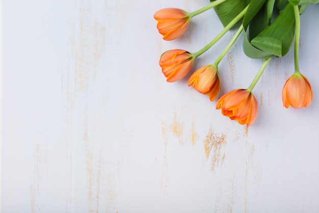 Eine orange Tulpen auf strukturiertem weißem Hintergrund