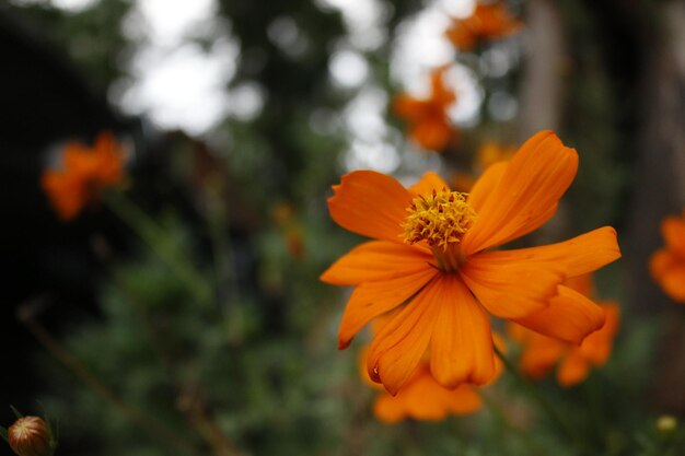 Eine orangefarbene Blume mit gelber Mitte