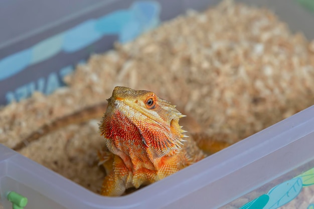 Eine orangefarbene Eidechse lugt aus der Box Reptile