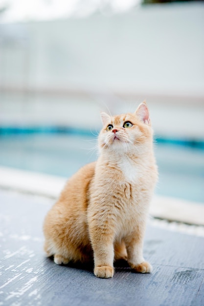 Eine orangefarbene Katze sitzt am Pool in meinem Haus Echtes Katzenliebhaber-Konzept