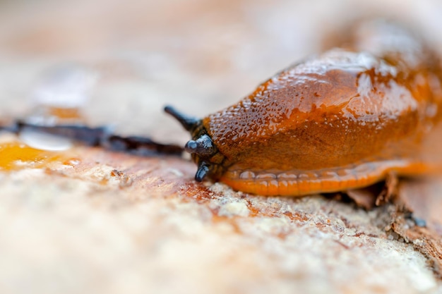 Eine orangefarbene Schnecke kriecht einen Baum herauf Nahaufnahme