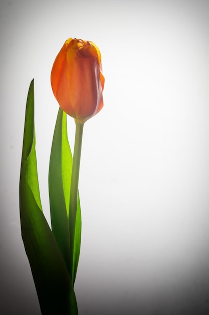 Foto eine orangefarbene tulpe auf weißem hintergrund