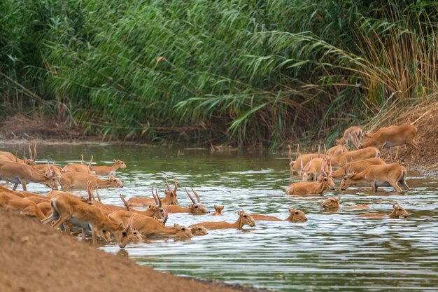 Eine Packung Saiga-Antilopen oder Saiga Tatarica steht in der Steppe in der Nähe des Wasserlochs