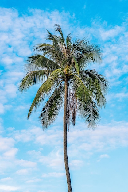 Eine Palme am Strand