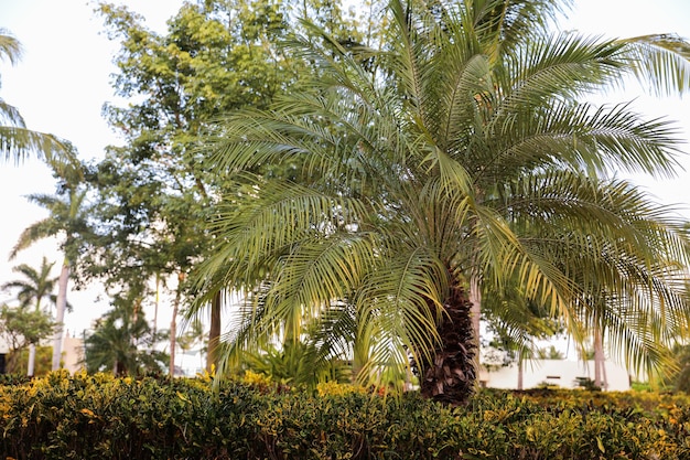 Eine Palme in einem Garten mit vielen Bäumen.