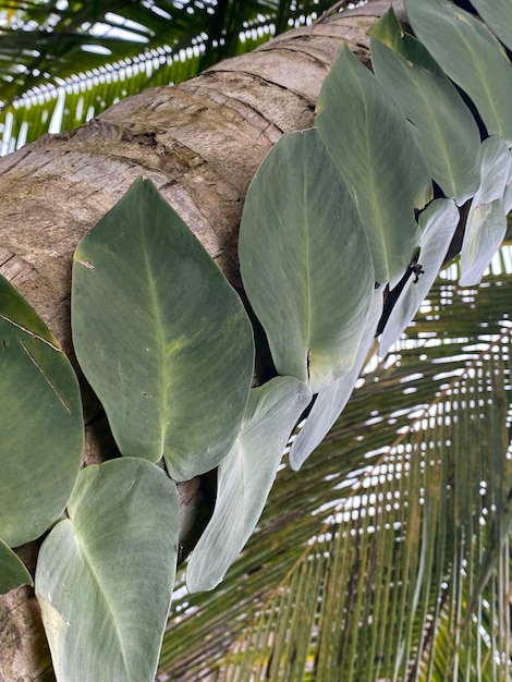 Eine Palme mit Blättern darauf