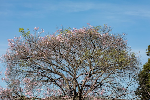 Eine Palme mit blauem Himmel im Hintergrund