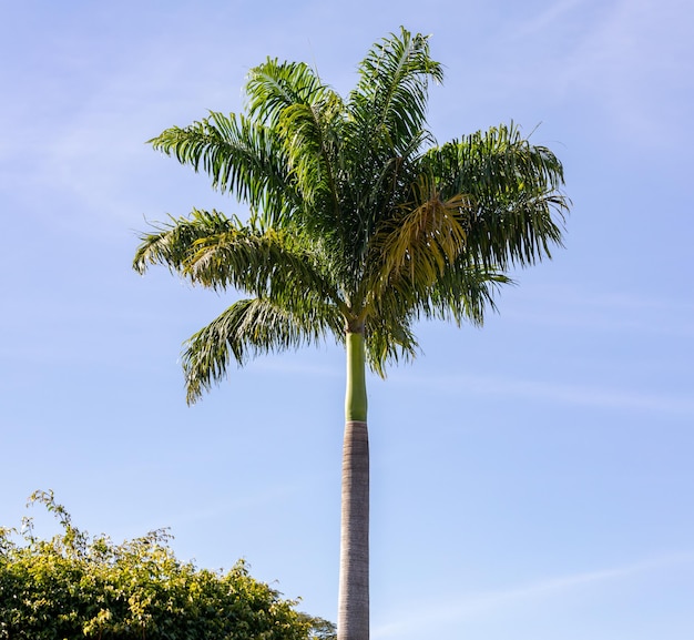 Eine Palme mit blauem Himmel im Hintergrund