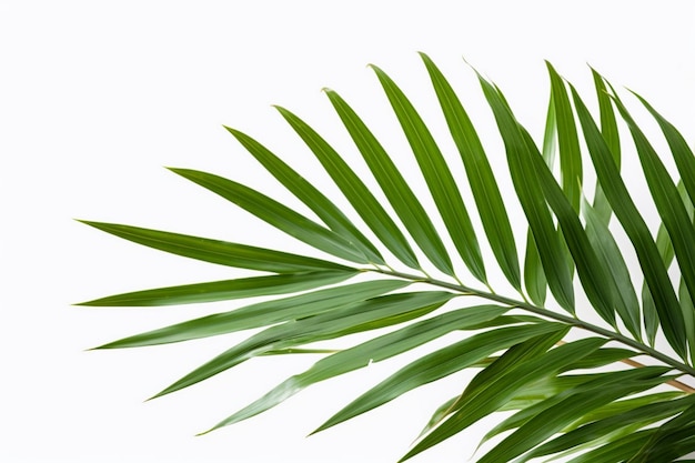 Eine Palme mit grünen Blättern vor weißem Hintergrund