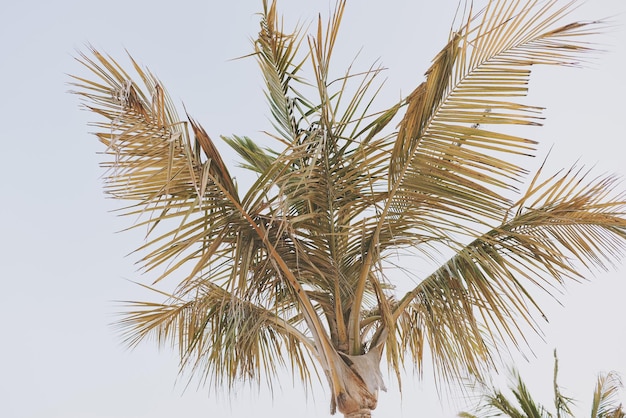 Foto eine palme mit grünen und gelben blättern vor dem morgenhimmel