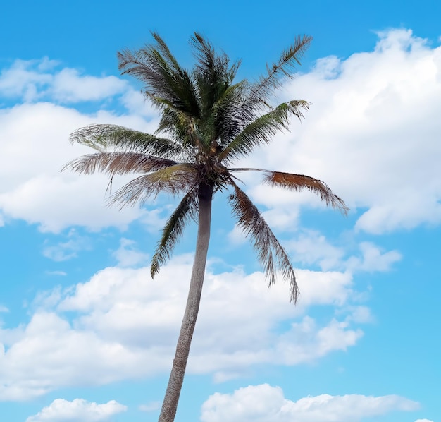 Eine Palme steht vor einem blauen Himmel mit Wolken.