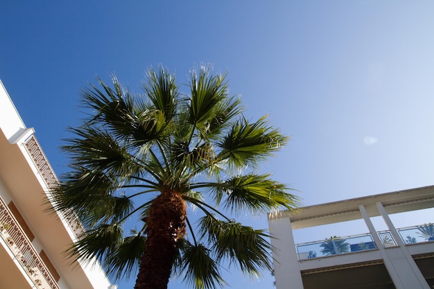 Eine Palme steht vor einem Gebäude mit einem blauen Himmel im Hintergrund.