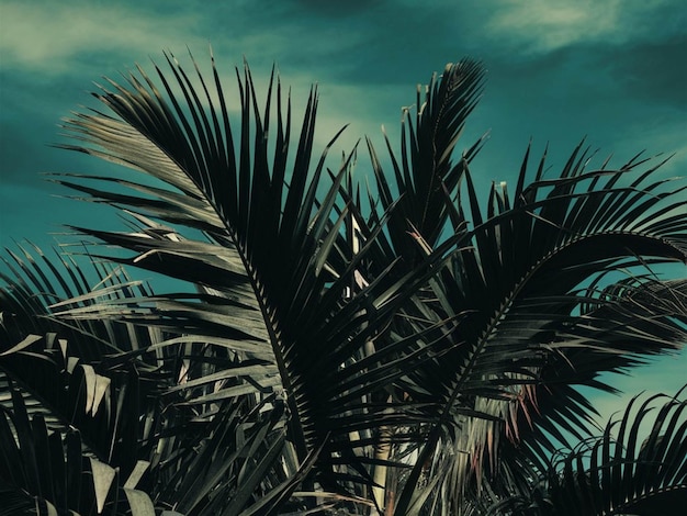 eine Palme wird in einem grünen Rahmen gezeigt