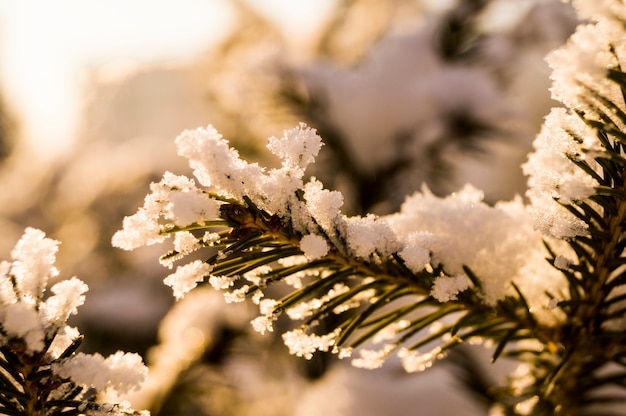 Eine Pelzbaumniederlassung im Hintergrund eines Waldes bedeckt mit Schnee, Winter