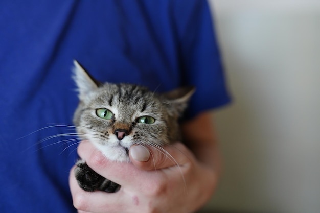 Eine Person, die eine Katze mit grünen Augen hält