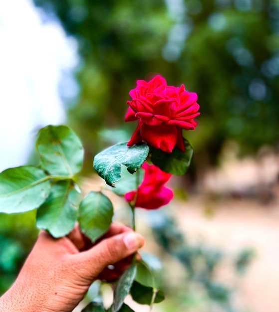 Eine Person hält eine Rose, die rot und grün ist.