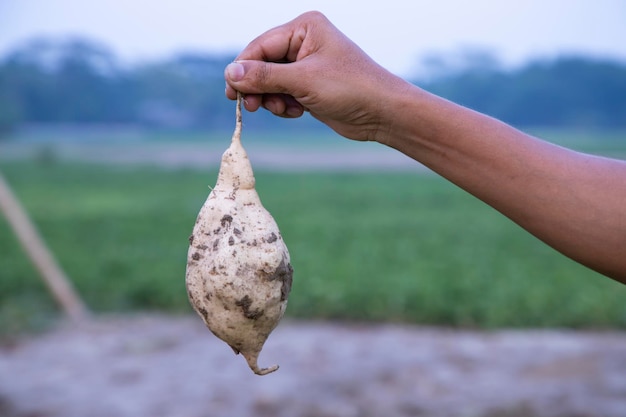 Eine Person hält einen Wurzelballen mit dem Wort Kola darauf