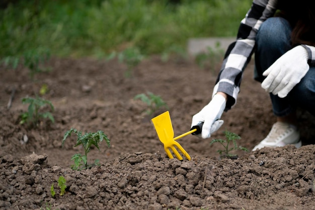 Eine Person macht ein Bett auf einer Plantage, die zu Hause Landwirtschaft und Landwirtschaft betreibt