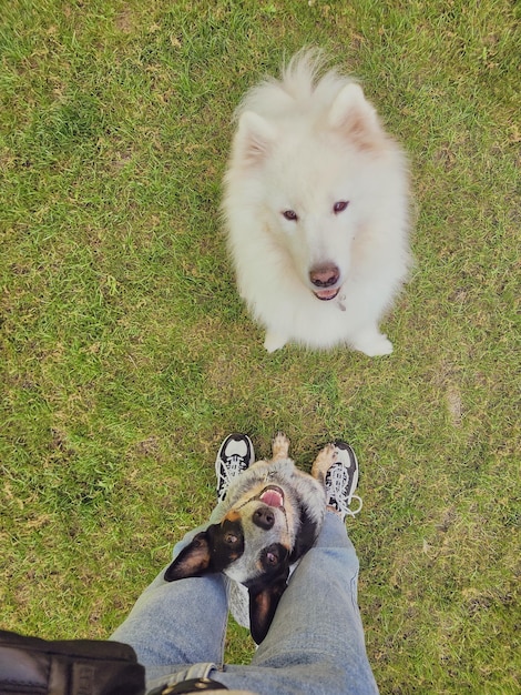 Eine Person steht mit Hunden im Gras