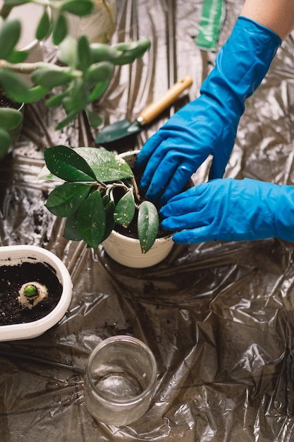 Eine Person transplantiert vorsichtig eine Zimmerpflanze in einen neuen Topf