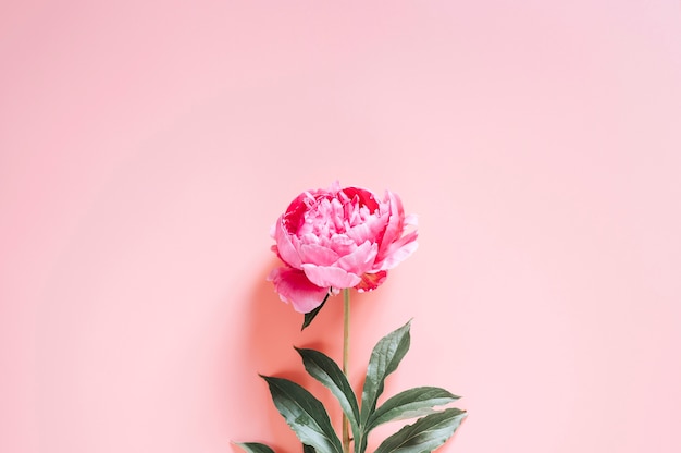 Eine Pfingstrosenblume in voller Blüte lebhafte rosa Farbe lokalisiert auf hellrosa