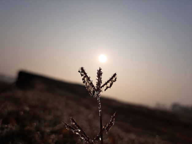 Eine Pflanze, auf die die Sonne scheint