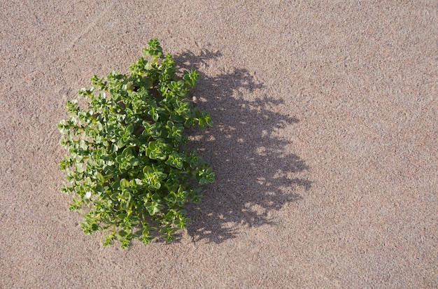 Eine Pflanze, die im Sand wächst.