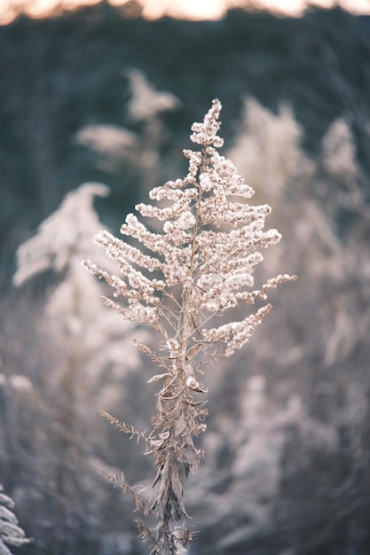 Eine Pflanze im Schnee