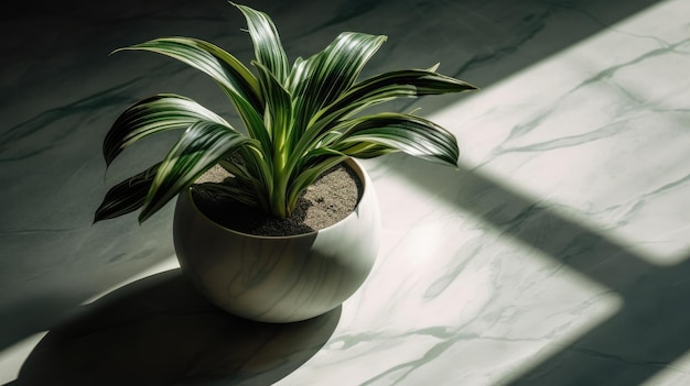 Eine Pflanze in einem Topf auf einem Marmortisch