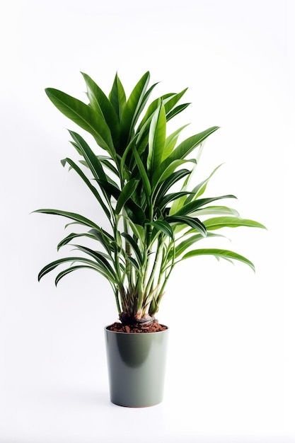 Eine Pflanze in einem Topf mit weißem Hintergrund