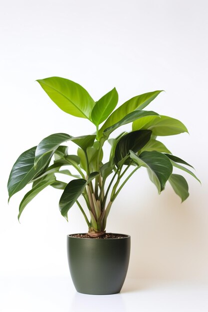 Eine Pflanze in einem Topf mit weißem Hintergrund