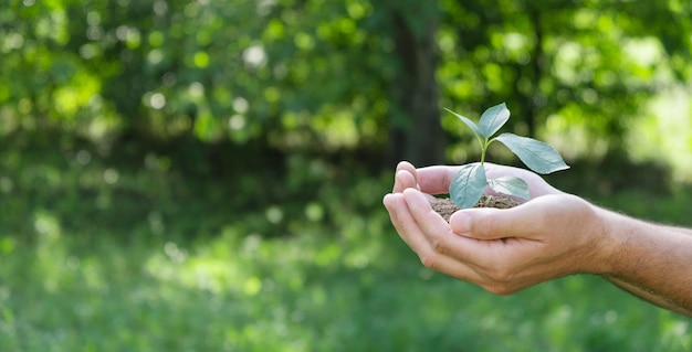 Eine Pflanze in Händen auf grünem Hintergrund Ökologie und Gartenkonzept Natur-Banner-Hintergrund