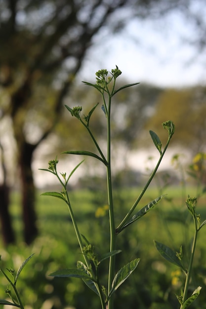 Eine Pflanze mit Blumen im Vordergrund und einem Fluss im Hintergrund.