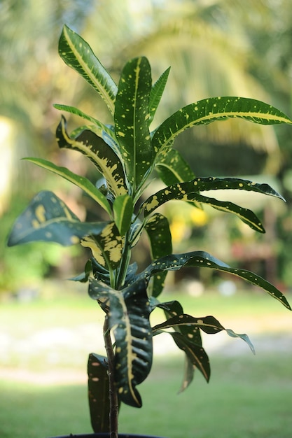 Eine Pflanze mit einem grünen Blatt mit gelbem Streifen.