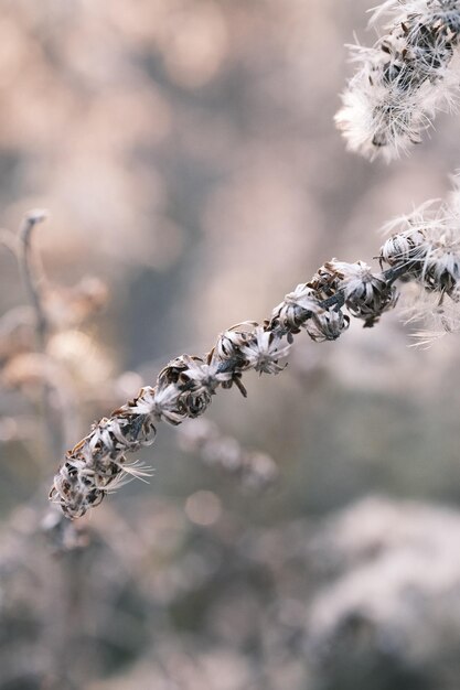 Eine Pflanze mit einer Blume darauf