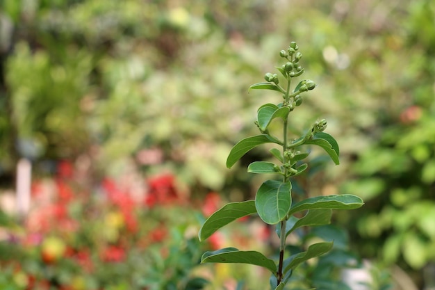 Eine Pflanze mit einer grünen Blume im Vordergrund