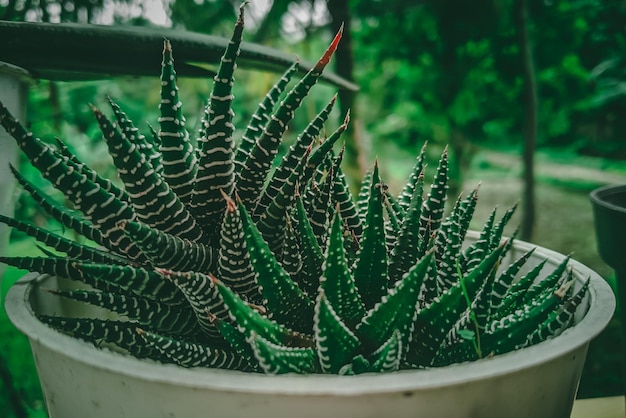 Eine Pflanze mit einer roten Spitze, auf der Aloe Vera steht.