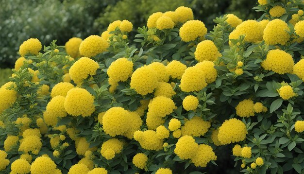 eine Pflanze mit gelben Blüten, die blühen