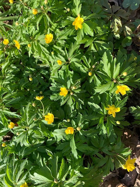Eine Pflanze mit gelben Blüten und grünen Blättern