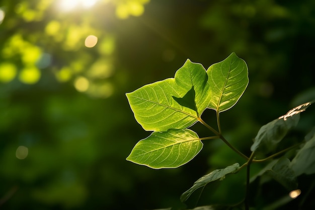 Eine Pflanze mit grünen Blättern im Sonnenlicht