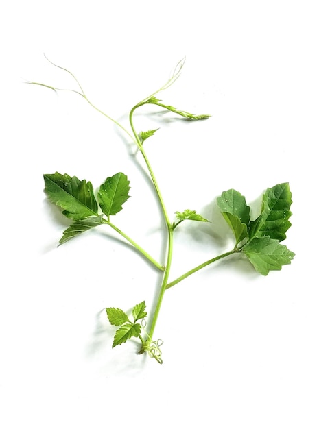 eine Pflanze mit grünen Blättern und Blättern auf weißem Hintergrund