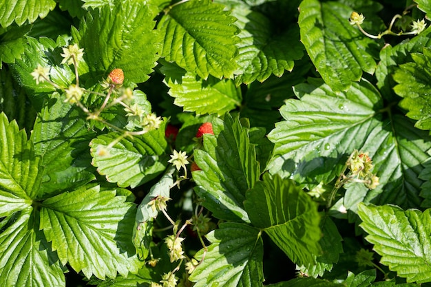 Eine Pflanze mit grünen Blättern und roten Beeren
