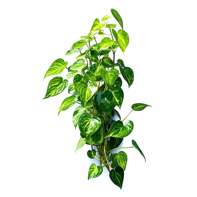 Eine Pflanze mit grünen Blättern und weißem Hintergrund