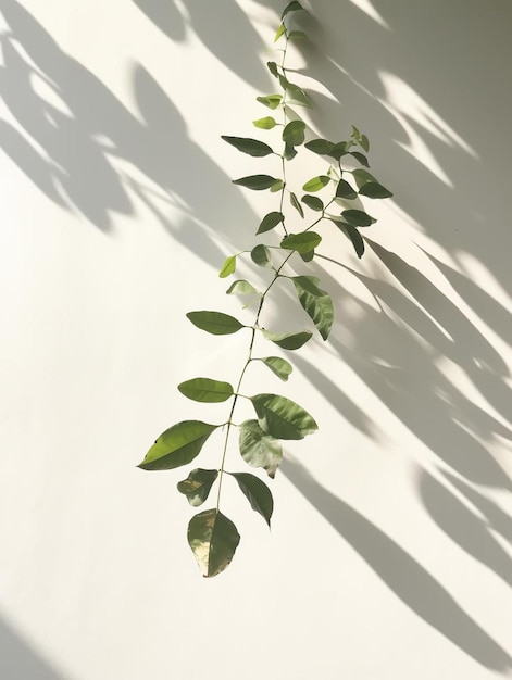 eine Pflanze mit grünen Blättern und weißen Blüten an einer weißen Wand